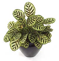 کالاتیا ماکویانا